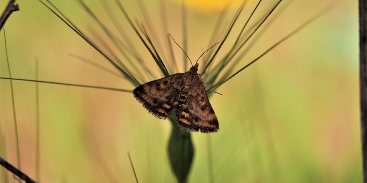 Biofoto, la imagen entomológica y aracnológica
