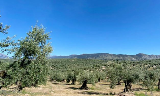 Proyecto sobre la biodiversidad del olivar