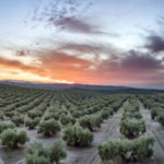 «El olivo y el AOVE, Patrimonios de la Humanidad»