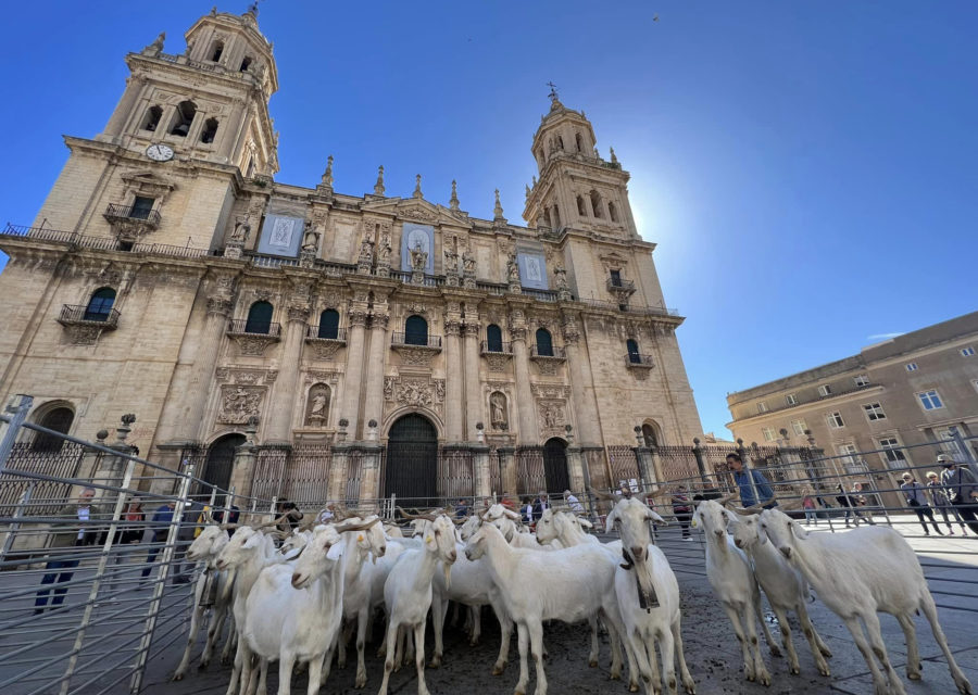 Jaén, referente de la cabra blanca serrana de raza ablense