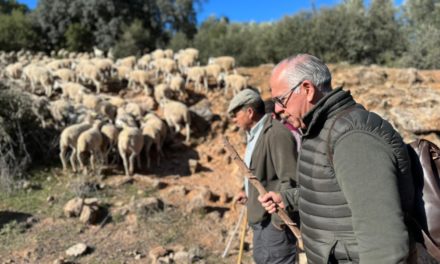 «Los Carlillos», la trashumancia de 2.200 ovejas y 100 cabras